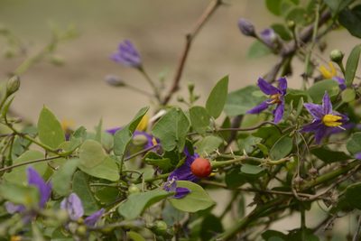Solanum trilobatum, photographed by Siddarth Machado