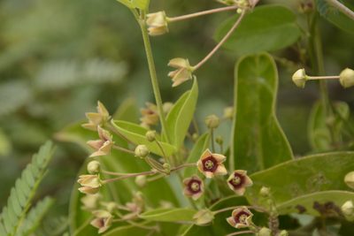 Vincetoxicum indicum, photographed by Siddarth Machado