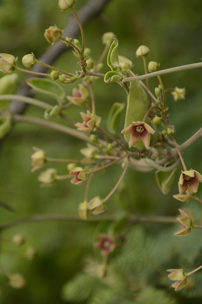 Vincetoxicum indicum, photographed by Siddarth Machado