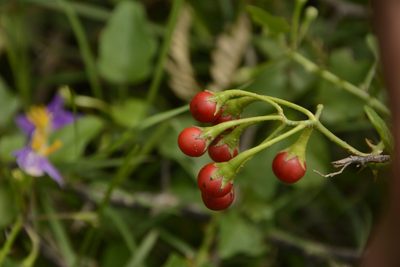 Solanum trilobatum, photographed by Siddarth Machado
