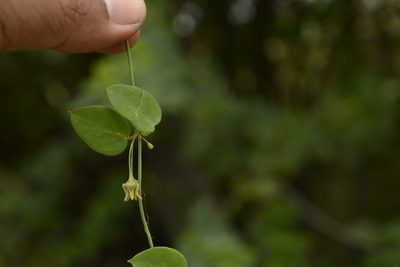 Pentatropis capensis, photographed by Siddarth Machado