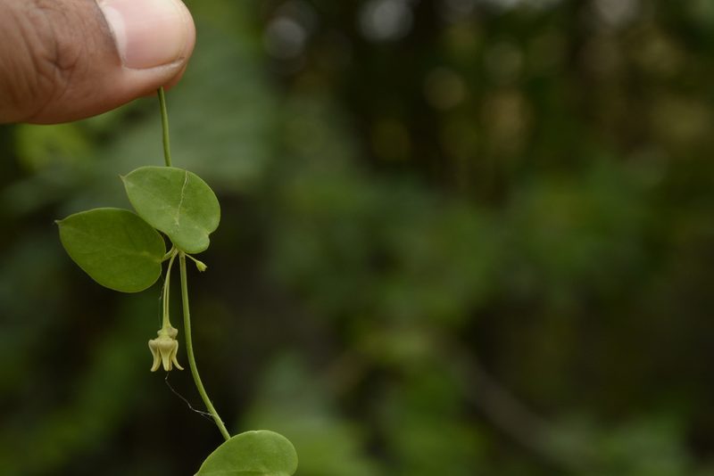 Pentatropis capensis, photographed by Siddarth Machado