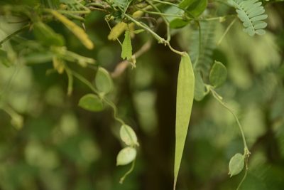 Pentatropis capensis, photographed by Siddarth Machado