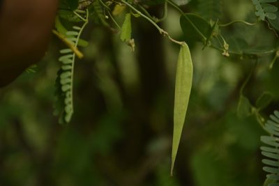 Pentatropis capensis, photographed by Siddarth Machado