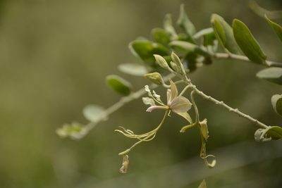 Cadaba fruticosa, photographed by Siddarth Machado