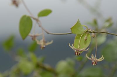 Pentatropis capensis, photographed by Siddarth Machado