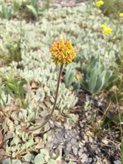 Eriogonum diclinum, photographed by Matt Berger