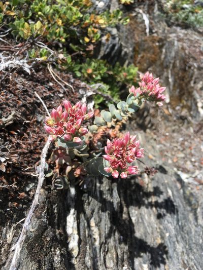 Sedum laxum, photographed by Matt Berger