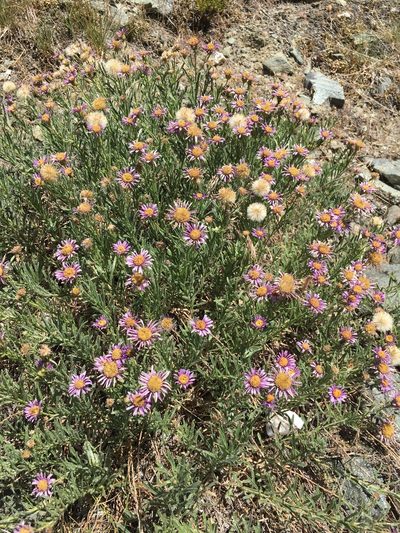 Erigeron klamathensis, photographed by Matt Berger