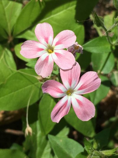 Phlox adsurgens, photographed by Matt Berger