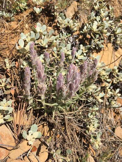 Castilleja schizotricha, photographed by Matt Berger