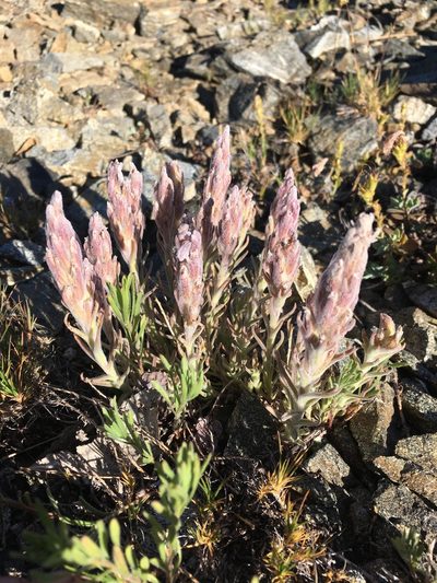 Castilleja schizotricha, photographed by Matt Berger