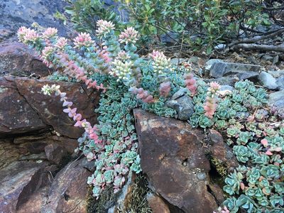 Sedum laxum, photographed by Matt Berger