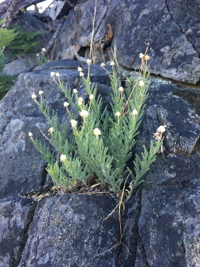 Erigeron klamathensis, photographed by Matt Berger