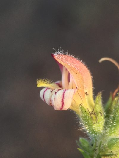 Keckiella lemmonii, photographed by Matt Berger