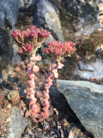 Sedum laxum, photographed by Matt Berger