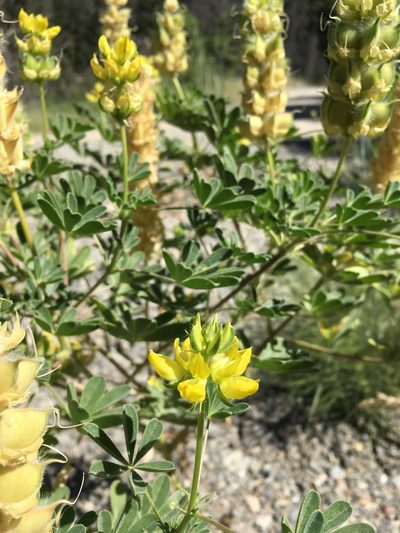 Lupinus luteolus, photographed by Matt Berger