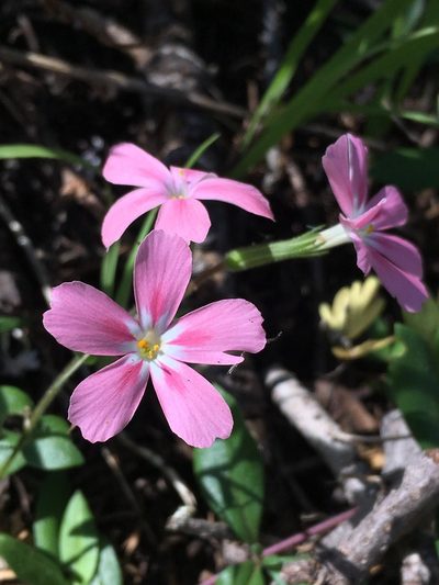 Phlox adsurgens, photographed by Matt Berger
