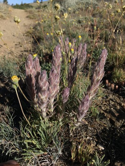 Castilleja schizotricha, photographed by Matt Berger