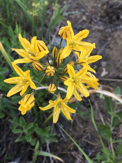Triteleia crocea, photographed by Matt Berger
