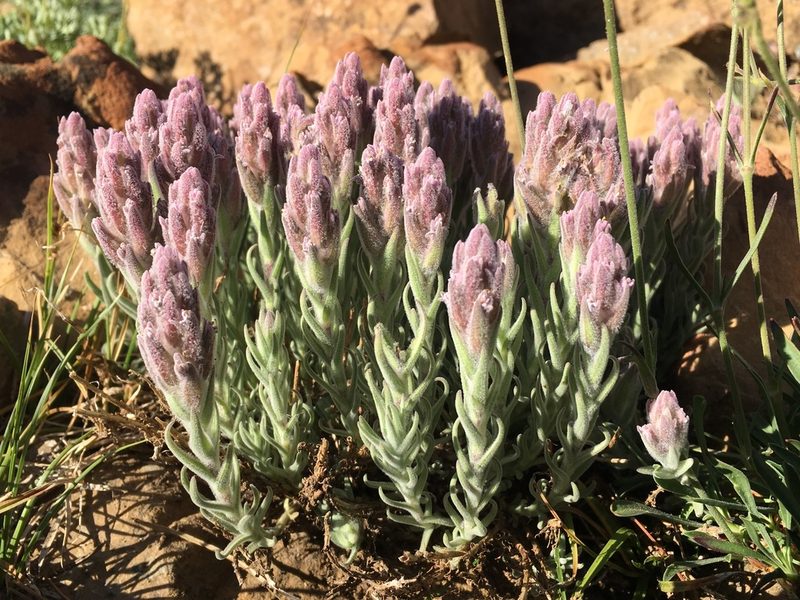 Castilleja schizotricha, photographed by Matt Berger