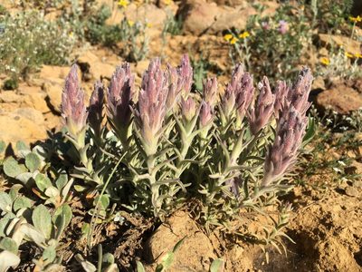 Castilleja schizotricha, photographed by Matt Berger