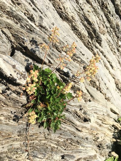 Heuchera merriamii, photographed by Matt Berger