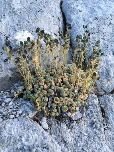 Draba pterosperma, photographed by Matt Berger