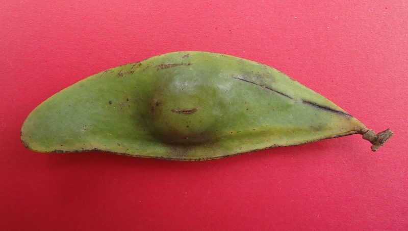Tachigali densiflora, photographed by russiannaturalistbrazil