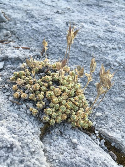 Draba pterosperma, photographed by Matt Berger