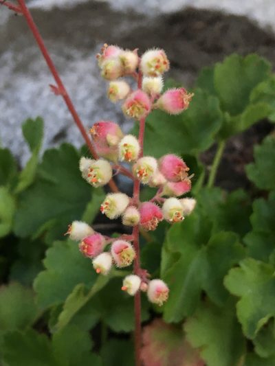 Heuchera merriamii, photographed by Matt Berger