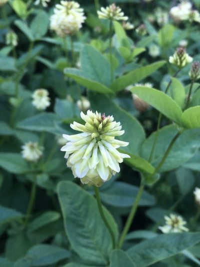Trifolium howellii, photographed by Matt Berger