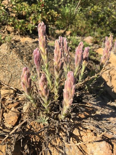 Castilleja schizotricha, photographed by Matt Berger