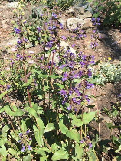 Penstemon anguineus, photographed by Matt Berger