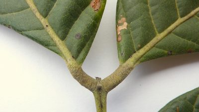 Tachigali densiflora, photographed by russiannaturalistbrazil