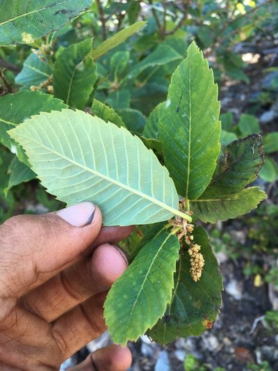 Quercus sadleriana, photographed by Matt Berger