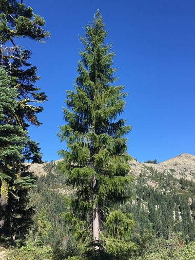 Picea breweriana, photographed by Matt Berger