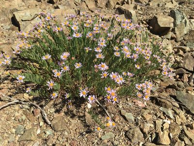 Erigeron klamathensis, photographed by Matt Berger
