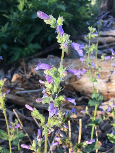 Penstemon anguineus, photographed by Matt Berger