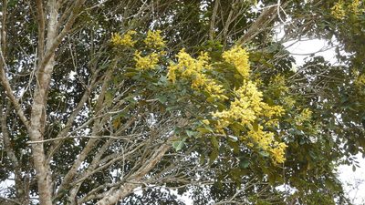 Tachigali densiflora, photographed by russiannaturalistbrazil