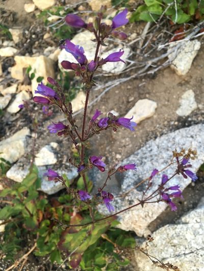 Penstemon anguineus, photographed by Matt Berger