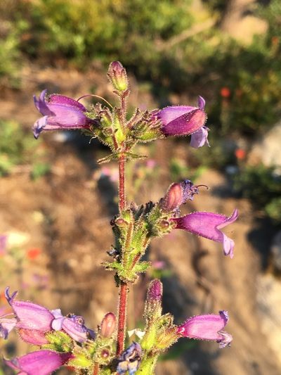 Penstemon anguineus, photographed by Matt Berger