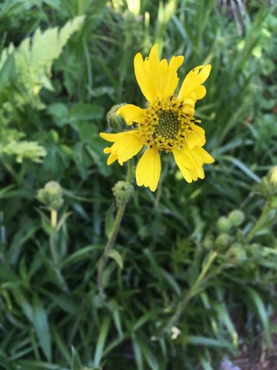 Kyhosia bolanderi, photographed by Matt Berger