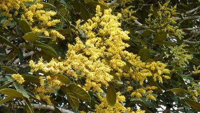 Tachigali densiflora, photographed by russiannaturalistbrazil