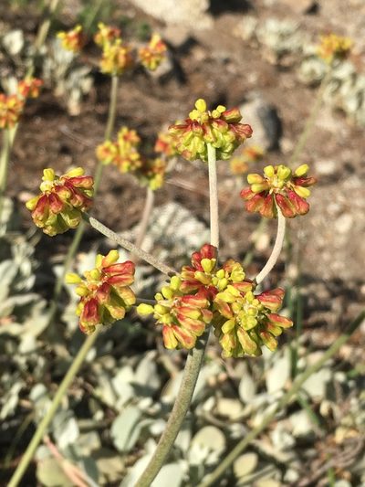 Eriogonum diclinum, photographed by Matt Berger