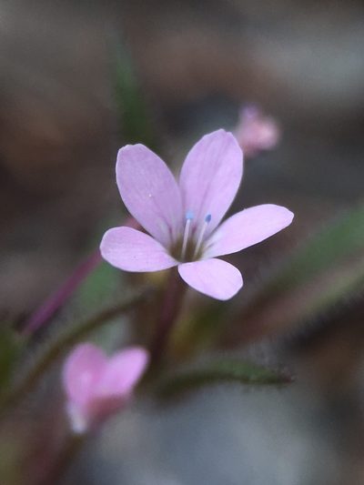 Collomia tracyi, photographed by Matt Berger