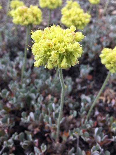 Eriogonum diclinum, photographed by Matt Berger
