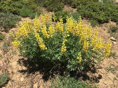 Lupinus croceus, photographed by Matt Berger