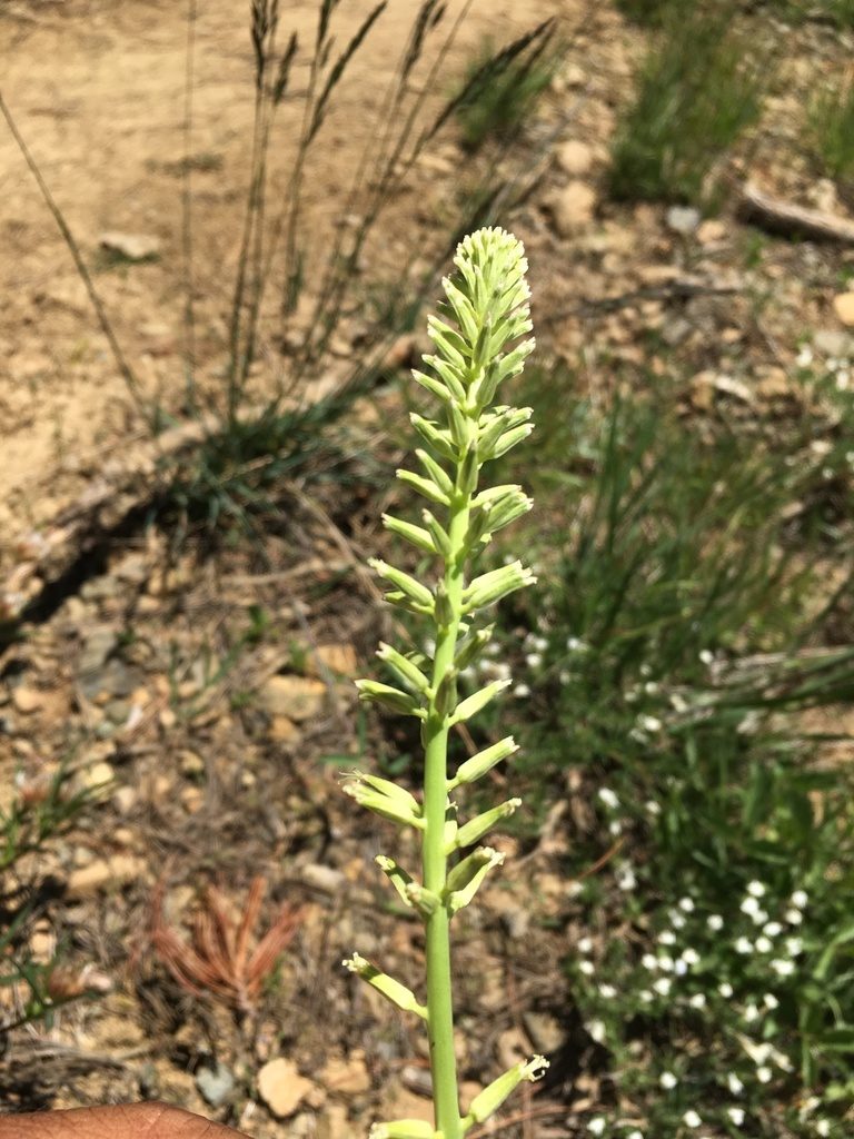 Thelypodium brachycarpum, photographed by Matt Berger