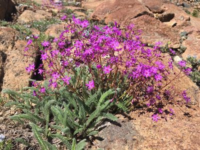 Lewisia leeana, photographed by Matt Berger